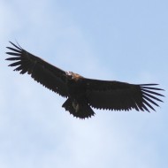 Avvoltoio_monaco_volo_Riserva_Cornino_13_7_2013_3262sf_.jpg