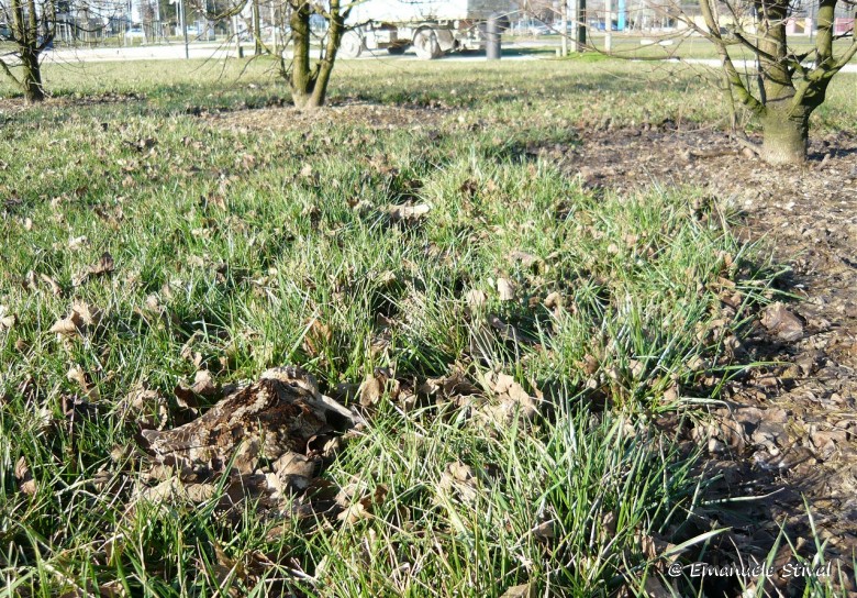 Beccaccia_mimetismo_San_Giuliano_parco_13_2_2009_1020253_.jpg