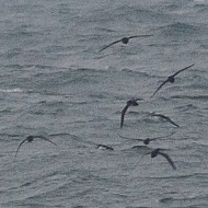 Berta_minore_Berta_maggiore_volo_Sottomarina_10_11_2012_6442sf_.jpg