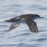 Berta_minore_Mar_Ligure_22_7_2013_1013sf_.jpg