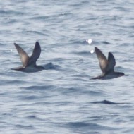 Berta_minore_volo_Mar_Ligure_22_7_2013_9437sf_.JPG