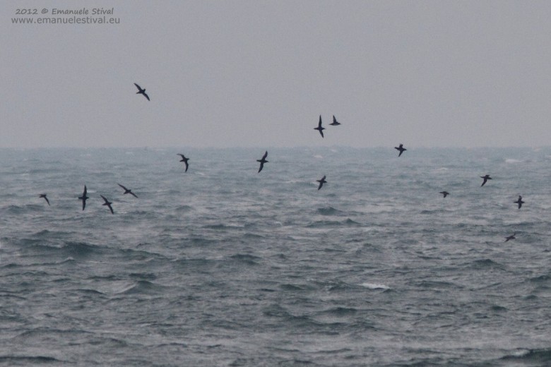 Berta_minore_volo_Sottomarina_10_11_2012_6607_.jpg