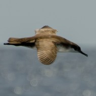 a593_Isole Ciclopi - Puffinus yelkouan_.jpg