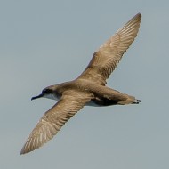 a594_Isole Ciclopi - Puffinus yelkouan_.jpg