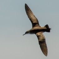 a595_Isole Ciclopi - Puffinus yelkouan_.jpg