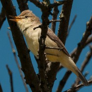 Canapino 25.05.2013_.jpg