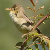 Canapino_comune_Marghera_1_6_2010_5184sf_.JPG