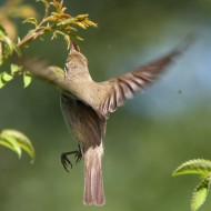 Canapino_comune_volo_Marghera_1_6_2010_5159sf_.jpg
