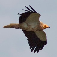 Capovaccaio_2425_.jpg