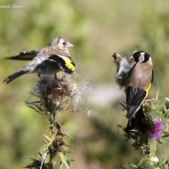 Cardellino_Casse_di_colmata_DE_23_6_2010_0595sf_.jpg