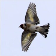 Cardellino_Lucherino_1703_.jpg