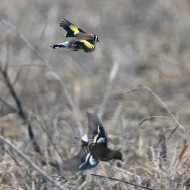 Fringuello_Cardellino_Passera_mattugia_San_Giuliano_parco_21_2_2015_6208sf_.jpg