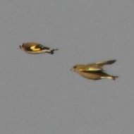 Verdone_Cardellino_volo_Gaggio_13_2_2010_7184sf.jpg