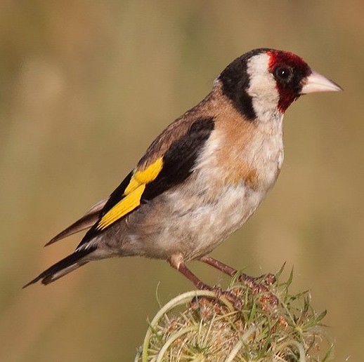 cardellino_lug2010_.jpg