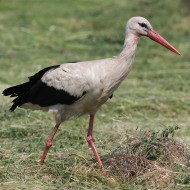 Cicogna_bianca_Illmaz_31_5_2008_5954sf_.JPG