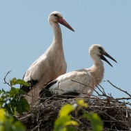 Cicogna_con_juv_Fagagna_29_06_2013_52-49-1_.jpg