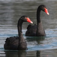 Cigno_nero_Altavilla_Vicentina_2_3_2013_7300sf_.JPG