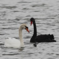 Cigno_nero_Cigno_reale_San_Giuliano_13_3_2013_2229sf_.jpg