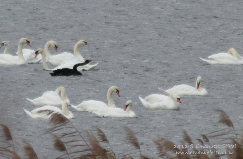 Cigno_nero_Cigno_reale_Valle_Ghebo_Storto_7_12_2012_0936_.jpg