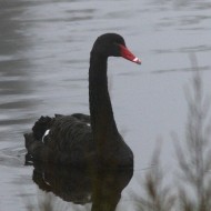 Cigno_nero_Lago_delle_Nazioni_12_12_2015_9707sf_.jpg