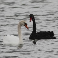 Cigno_nero_Cigno_reale_San_Giuliano_13_3_2013_2229sf_.JPG