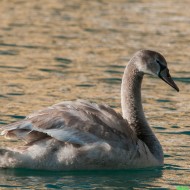 Cigno_reale_06_gennaio_.jpg