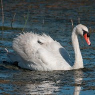 Cigno_reale_09_agosto_.jpg