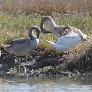 Cigno_reale_Laguna_nord_Venezia_24_9_2016_9715sf_.jpg