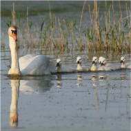 Cigno_reale_Vallesina_2015_05_13_1274sf_.jpg