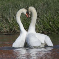 Cigno_reale_accoppiamento_Jesolo_22_3_2013_7656sf_.jpg