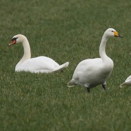 Cigno_selvatico_Cigno_reale_Olanda_9_2_2015_6386sf_.jpg