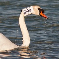 cignoreale_collare_feb2012_.jpg