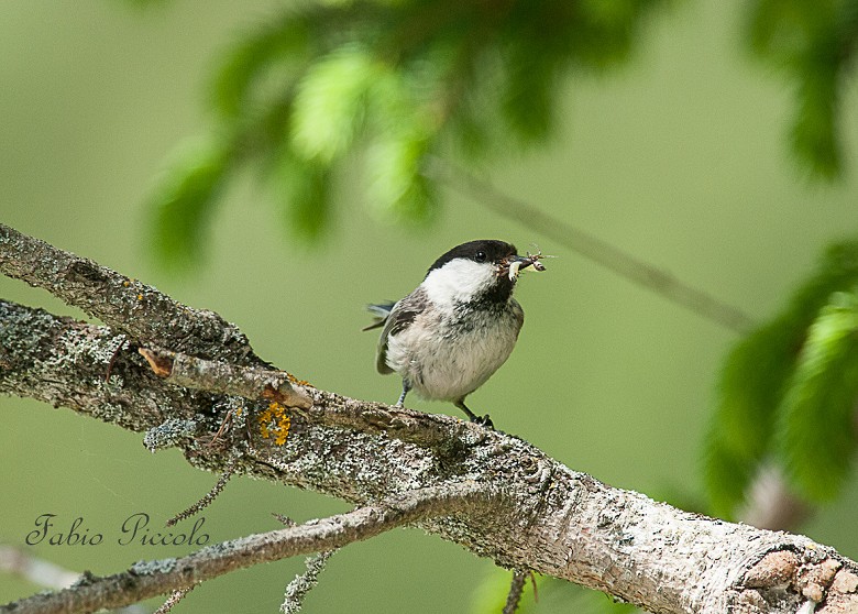 Cincia bigia alpestre 28.05.2011_.jpg