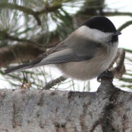 Cincia_alpestre_Livinallongo_del_col_di_Lana_29_12_2012_0561sf_.jpg
