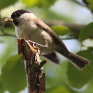 Cincia_bigia_Vincheto_Calarda_9_5_2015_8312sf_.jpg