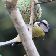 Cinciarella_3297_.jpg