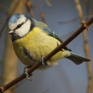 Cinciarella_Pastrengo_23_1_2016_0507sf_.jpg