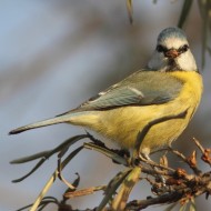 Cinciarella_San_Giuliano_parco_6_12_2012_0370sf_.jpg