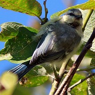 cinciarella_juv_ago2011_.jpg