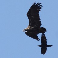 Avvoltoio_monaco_Corvo_imperiale_volo_Cornino_8_9_2012_6216sf_.jpg