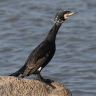 Cormorano_Sacca_degli_Scardovari_6_3_2010_3009sf_.jpg