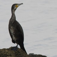 Marangone_dal_ciuffo_cormorano_Scardovari_23_10_2010_5419sf_.jpg