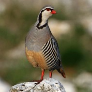 coturnice_ls_118891_.jpg