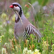 coturnice_ls_119631_.jpg