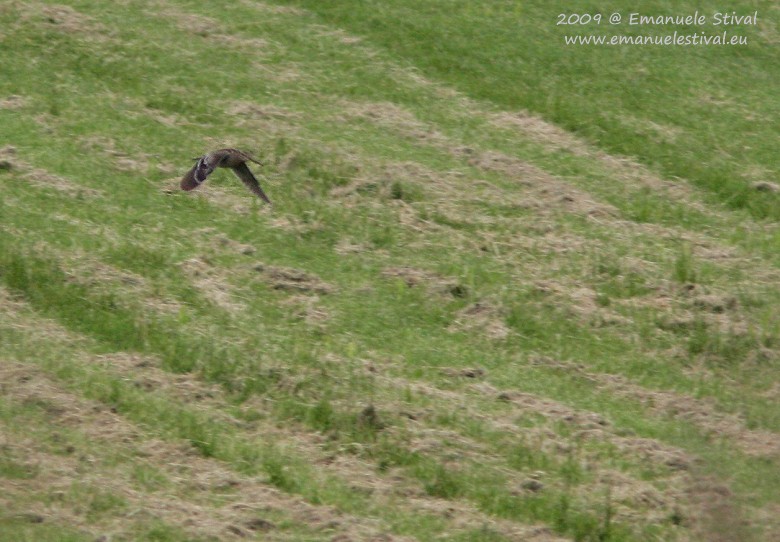 Croccolone_volo_San_Giuliano_parco_15_5_2009_4559_.JPG