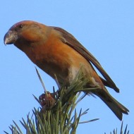 Loxia_pytyopsittacus,_Budby_Common_3_.jpg
