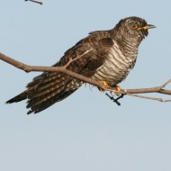 Cuculo_Lazzaretto_4_8_2007_9143sf_.jpg