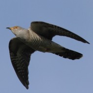 Cuculo_volo_Vallesina_8_5_2014_4849sf_.jpg