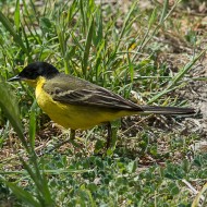 Cutrettola_Feldegg_M_24.04.2016_.jpg