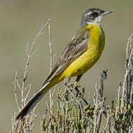 Cutrettola_iberiae_M_19.07.2012_.jpg